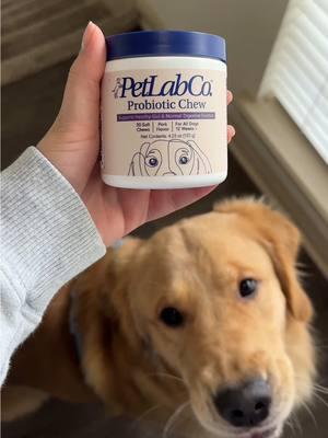 La solución para que dejes de despertarte a media noche porque tu perro no se deja de lamer sus patas 😂♥️ #petlabco #probiotics #dogprobiotics #probioticsfordogs #doglife #dogallergies #goldenretriever #dogsofttiktok #PetsOfTikTok #dogsmusthave #fy #fyp 