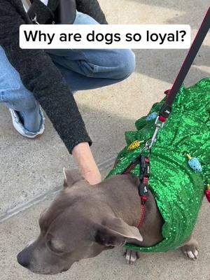 Why are dogs so loyal? Their hearts are full of unconditional love and a natural instinct to protect humans ❤️ #dogloyalty #dogbehvaior #dogfacts #dogsoftiktok #fyp 