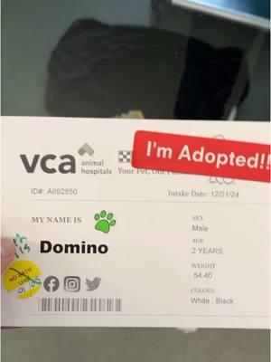 Domino was adopted!! 🙌❤️   Our sweet boy Domino has found his forever home! 💫 This lovable pup kept his stuffies close while waiting, and he proudly carried them with him as he headed to his new family. 😔💓   His new family saw his video, fell in love, and drove hours to adopt him! ❤️ Domino couldn’t contain his excitement when he realized he was finally going home. 🐾💓 We hope he enjoys his bucket of toys waiting for him at his forever home!   Congratulations, Domino! We’re so happy for you! 🎉   We still have many wonderful pets looking for forever homes, like GeeGee, Sophia, and Karla 🥺 Please check our website to see who else is still available.   If you can’t adopt, please share our posts and consider donating to our shelter through the link in our bio 🙏   Your generous donations allow us to take in homeless pets like Domino, and keep them safe until they find their forever homes ❤️   If you would like to offer one of our pets a home, please fill out a pre-adoption application at www.humanebroward.com (link in bio) and come on in today. The Humane Society of Broward County is located at 2070 Griffin Road, Fort Lauderdale, FL and opens daily at 11 a.m. If you have any questions call 954-989-3977 ext. 6 ❤️   #adopted #goinghome #dogrescue #adoptdontshop #rescuedog #dogsofinstagram #dogreels #dog #shelterdog #dogshelter #pittie #puppy #bullybreed #pittielove #staffy #gotchaday #staffygram #good #feelgood #happy #wholesome #Love #happyday #happydog #tgif #doglover #friyay #Friday #domino #blackandwhitedog