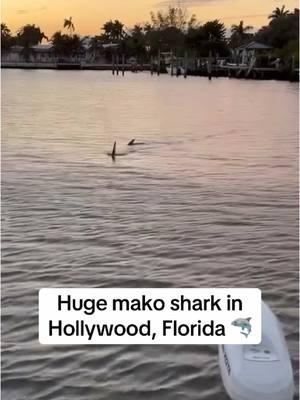 An estimated 10-12 ft mako shark was seen in North Lake in Hollywood, Florida 🦈 Mako sharks are the fastest sharks and it’s not common to be in these intercoastal waters. The shark was guided back to open waters by local police and marine biologists from Nova Southeastern University 👏 More on IG - livinmiami305 📸: @megan_meadowss on IG #hollywoodflorida #hollywoodfl 