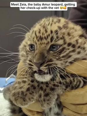 Baby Amur leopards are incredibly rare and one of the most endangered big cat species in the world. Native to the forests of eastern Russia and northeastern China, there are fewer than 100 individuals left in the wild. These leopards are known for their stunning coat with distinctive rosettes, and their low population is primarily due to habitat loss, poaching, and a shrinking prey base. As babies, they rely on their mothers for protection and learning the skills needed to survive in the wild. Their rarity makes each new birth a crucial step toward conservation efforts. Video #2 credit goes to @parcanimalierdauvergne Feel free to explore the gallery of this page, where you can express your support, admiration, and indulge in more amazing wildlife photography. #animal #cuteanimals #animallovers #leopard #leopardlove #amurleopard #babyamurleopard #babyleopard #amurleopardcub 