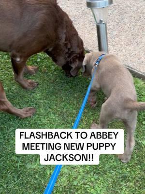 Flashback to the “meeting”. It’s so sad that just a year later, Abbey does not want much to do with him and will not play anymore. #fypシ #doglover #puppylife #silverlabpuppy #foryoupage #silverlabsoftiktok #doggo #puppy #dogs #silverlab 