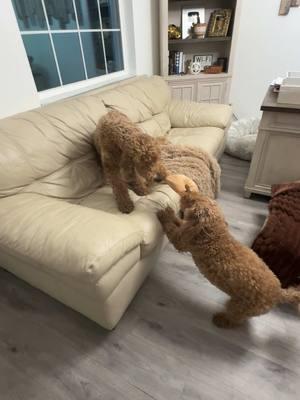 Está película es todos los días lo mismo 😱😱😱😱😱🤭@YELANY #dog #dogsoftiktok #dogsvideo #cutedogs#goldendoodle #shibainu#reality#siblingsfight #loveanimals #dogsathome #kiara#kamora#kooper.