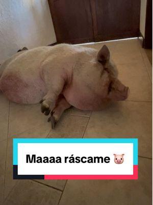 Maaaaaa ven ráscame para dormirme ❤️❤️🥰🥰🫶🫶  #cuida #tocineta #rescata #viveconellos #adopta #amasunaturaleza @EXPERIENCIA CAFE LOS NOGALES @Malena Cárdenas Coach 