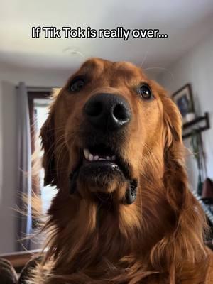 Find us on instagram!♥️ #teenagedog #DogParents #puppyblues #enrichmentfordogs #goldenretrieverlife #dogpark #puppydog #puppydog #fieldgoldenretriever #fieldgoldenretriever #RecallTraining #fieldgolden #dogtreats #dogtoysoftiktok #tiktokban #instagram 