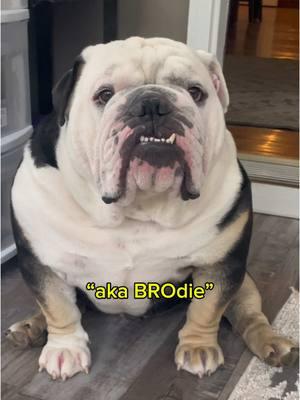 meet bro 🐼 #englishbulldog #bulldog #bulldogs #bulldogsoftiktok #doglover #dogmom #doglife #cutedog #bro #panda #explorepage #funnydog #viralvideo #viraltiktok #foryoupage #fypシ #fypage #dog #dogs #ipadkids #dogsoftiktok 