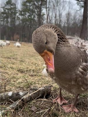 Fluffy aka *the feather duster* would like to thank her fans for all the continued love and support after her quick rise to fame due to tripping over a watermelon to save her momma 🍉❤️ #petgoose #viralgoose 