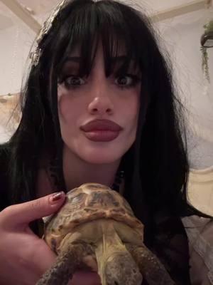 Goth Tortoise. #sistersofmercy #tortoise #goth #PetsOfTikTok #foryoupage #gothfashion #gothmusic #gothgirl #andreweldritch 