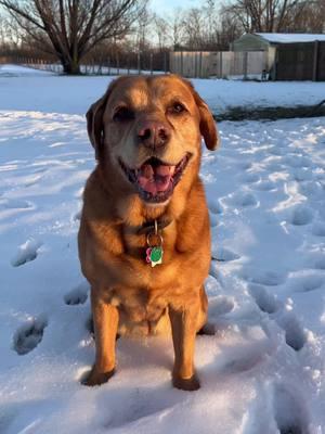 Next up… a silver lab?   #dogsoftiktok #labrador #snowpup #puppy #red #chocolatelabrador #yellowlabrador #blacklabrador 