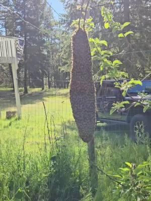 Swarm at our apiary ❤️🐝❤️#realtoroftiktok #relocation #bees #bee #savethebees #queenbee #queen #honeybee #beeswax #honey #SmallBusiness #wastate #wa #colville #stevenscounty 