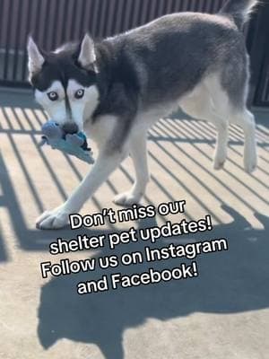 We’ve loved sharing our shelter stories with you all! 🐾 If TikTok goes away, you can still keep up with all our adorable pets and heartwarming stories on Instagram (@dumbfriendsleague) and Facebook (Dumb Friends League). ❤️ Let’s stay connected! ✨ #AnimalShelter #GoodbyeTikTok #AdoptablePets #ShelterPets #PetAdoptionStories