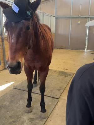 My little speaker #horses #funny #fyp #blowup #baileyhorseyrick 