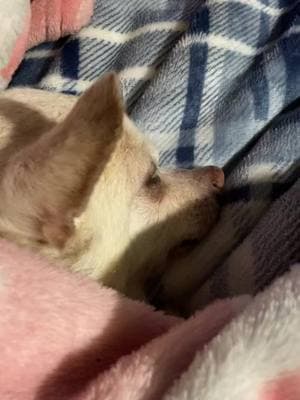 #spotformysnoot #formysnoot #chilife #chihuahua #chihuahuastiktok #chihuahuas #chihuahuasoftiktok #chihuahuafanclub #chihuahualife #madecomfortable #comfychi #elderlychi #elderlychihuahua #hospicedog #hospicechi #hospicechihuahua #loveme #pleasepray 