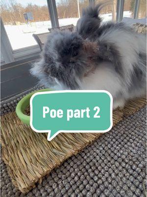 Part 2! Sweet Poe 🐰💗 #eggsandbunnies #pet #bunny #rabbit #rabbitcare #treatment #rabbitmites 