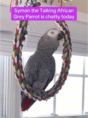 Symon the 3 year old African Grey Talking Parrot is a chatty girl today💕🦜#symontheafricangreyparrot #babyparrot #congoafricangrey #africangrey #africangreyparrot #parrot #parrotsoftiktok #africanparrot #africanparrots #parrotsoftiktok #greyparrots #africangreysoftiktok #symonpapps #congoafricangreysoftiktok #cag #talkingparrots #talkingparrot #parrotlovers #parrotlife #funnyparrot #talkingbird #africangreylover #bird #funnyparrot #crazyparrot #Africangreyparrotsoftiktok #girlpower #learningtotalk #educatedparrot #alextheparrot #fyp #africangreyparrot #parrots #africangrey #parrot #parrotsofinstagram #bird #parrotlife #birds #amazonparrot #greyparrot #parrotlover #parrotlovers #birdsofinstagram #parrotlove #africangreyparrots #birdlife #parrotgram #talkingparrot #lovebirdlovers #ヨウム #birdphotography #macaw #africangreysofinstagram #parrotsofig #macawsofinstagram #cockatoo #birdstagram #lovebirds #pets #instabird 