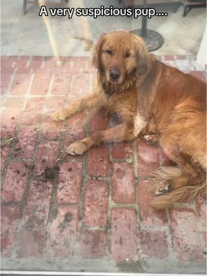 I didn’t do anything mom…#naughtypup #sillydog #dogsoftiktok #puppytiktok #goldenretriever #goldenretrieverlife #goldenretrieverpuppy #dogmom 