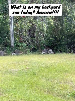 #venicefl #floridalife #veniceflorida #floridacheck #floridaliving #floridavibes #wildlife #wildlifelover #wildlifelovers #nature #naturevibes #naturelover #naturelovers #natureloversoftiktok #raccoon #raccoonsoftiktok #raccoons #cuteanimals #cute 