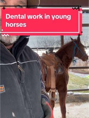 Dentistry in 2-yr olds #equine #equinedentistry #horse #dressage #rodeo #barrelracer #pony #cowcutting #horsetraining #equinedentist #reinedcowhorse #quarterhorses #horsedentist #teamroping #calfroping #breakawayroping #equinelife 