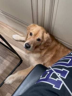 SHARE RIGHT NOW! #demanding #goldenretriever #sassy #dogsoftiktok 