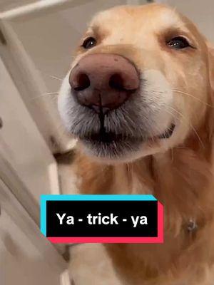 Ya’ll remember Ya! trick Ya! 🤠#fyp #tiktokmemories #tiktok #trend #dogsoftiktok #charleyandthebigguy 