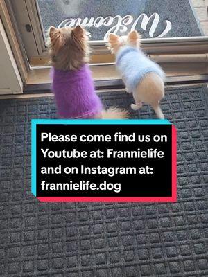 Frannie's run#612 was beautiful! #FranDan #cutepuppy #frannielife #frandanfurever #puppytiktok #chihuahuas #longhairedchihuahuas  #cutepuppies #frannieandthebeane 