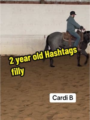 How about a Blue roan Hashtags baby! Cardi B is loaded with try and is doing awesome for only having 25 rides.  #baerbackperformancehorses#Theshedcenter #cuttinghorses #cowhorse #horsepower #futurechamp 