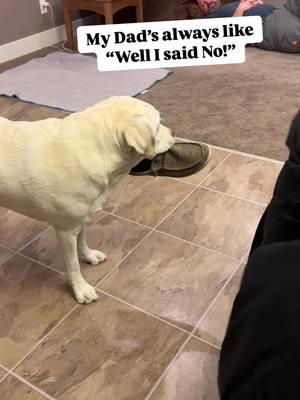 Sorry not sorry Dad! Being Team Mama has its advantages! #mamasboy #funnydog #labrador #dogloversoftiktok #lovethisdog #labsoftiktok #thief #labradorlife #fordoglovers 