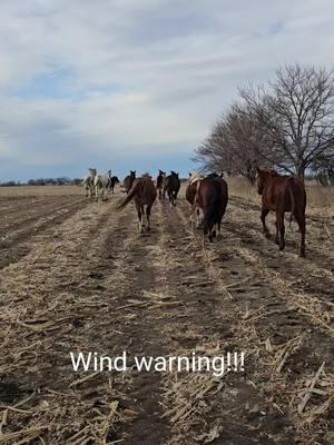 Sorry about the wind ... I tried to block it. The high wind came up fast and broke a gate chain so the big herd got out. But our escape hatch did it's job! #horserescuereality #hifromsouthdakota #highwind