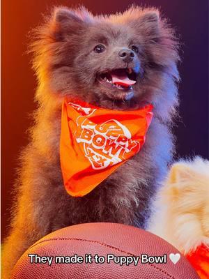 These pups had their dreams come true and made it to this year's #PuppyBowl 🥹👏 #puppies #dogtok 