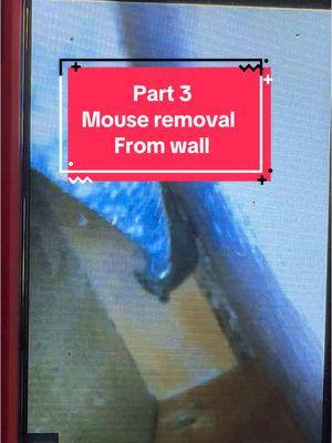 Part 3 of mouse removal from wall! I get calls often for a “dead animal smell” these tools are great to have to help locate and remove! @Milwaukee Tool   #pest #pestcontrol #wildlifecontrol #animalcontrol #soleproprietor #homeinspection #homeonspector #nuisancewildlife #animals #animal #hunting #fishing #fyp #foryou #foryoupage #foryour #foryourpage #fypシ #fypシ゚viral #fypage #tiktok #viralvideo #viraltiktok #milwaukee #milwaukeetools #borescopecamera #borescope #milwaukeeborescope #tools #toolsofthetrade #DIY 