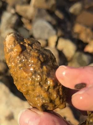 #agate #rocks #fossils #fossiltok #rockhounding #geode #geodes #crinoid #coral #agate #rockhoundingadventures #crystal #quartzgeode #creeksquad #creek #creeklife #rockhoundsoftiktok #viraltiktok #rockhounds #nature#rockhounding #crystaltok 