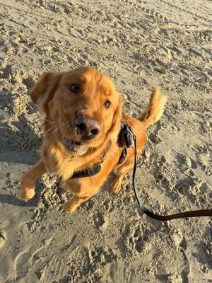 The second my paws hit the sand —> zoomies activated  #zoomies #goldenretriever #dogbeach 