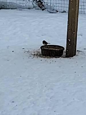 ##warehousefarms #SmallBusiness #fyp #foryou #waterfowl #gamefowl #peafowl #farmlife #duck #aviary #ohio #doingwhatilove #freeloader #lol #haha #released #cardinal #snow #cold #eating #freemeal #faromtok 