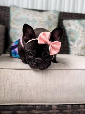 Our sweet Polly wearing her friends @KibbleStreet bandana. #FrenchieLove #cutepuppies #cutepets #babydog #pibble #pethotel #ilovemydog #dogmom #dogdad #dogsofttiktok #dogphotographer #puppytraining #puppylife #puppycheck #frenchiepuppy #creamfrenchie #minidog #miamiregalblues 