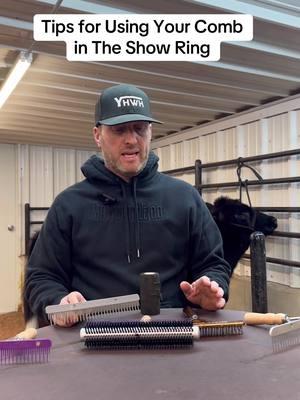 A few tips on using your comb in the show ring 👌🏼 #livestock #livestockshow #cattle #cattleshow #showcattle #ffa #4h #heifer #heifershow #steer #steershow #clippingcattle #showsteer #showheifer 