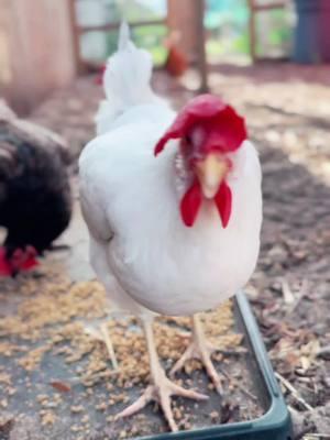 There’s a Wolf in The Coop #chickens #hen #henlife #chickensoftiktok #chicktok #hentok #backyardvibes #coop #cooplife #featheredfriends #fyp #fypシ #wolf #wolfdog #CapCut 