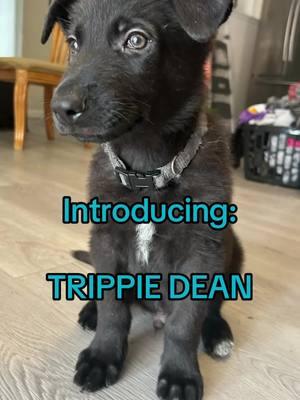 #puppy #puppiesoftiktok #puppyluv #trippiedean #verycutesy 