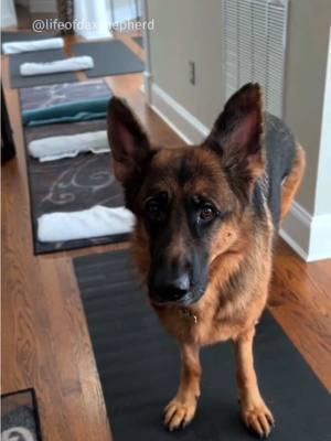 (1/17/25) This physical therapy exercise is a ‘Step Over’ and will help Dax strengthen his legs. Placing obstacles, like rolled-up towels or pool noodles, on the floor a body’s length apart and slowly walking over them forces Dax to deliberately lift each limb. Up and back is 1 rep and he’ll do 5 reps, 2-3 times a day. This, combined with a few other physical exercises, leg stretches, and longer walks are part of his PT until his next check up in February. #germanshepherd #gsd #dog #tplo #tplosurgery