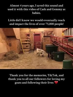 This ban makes me so sad. All that work…for what? 💔 Please follow us on Instagram (offtherailspygmygoats) and look for the meta verified checkmark and also follow our brand new YouTube channel (offtherailspygmies). We’re also on Facebook (search for Off The Rails Registered Pygmy Goats and look for the meta verified checkmark). I’ll miss you all and this community so much 😭 #firstsavedaudio #firstsavedsound #thebeginning #goats #goatsoftiktok #pygmygoatsoftiktok #pygmygoats #babygoatsoftiktok #babygoats #animals #funnyanimals #babyanimals #cuteanimals #showgoats #pets #PetsOfTikTok #farm #farmersoftiktok #farmtok #agriculture #goodbye #tiktokban #untilwemeetagain #offtherailspygmies 