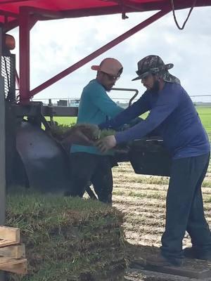 cutting sod at the farm! #farm #farmtok #farmlife #grass #sodfarm #pallets 