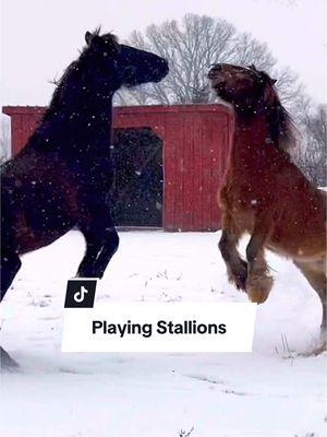 Mushu & Gaston Playing Stallions! #horseplay #horsesinsnow 