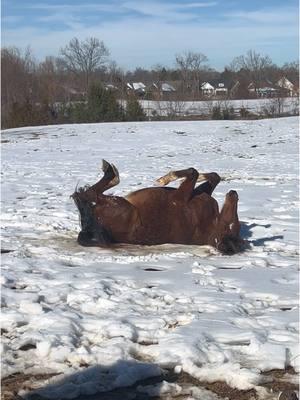 Riley said she heard something about a snow angel challenge? ⛄️❄️ #snowangel #snowangelchallenge #horsesoftiktok #minifarmlife #girlswhofarm #feralfarm #horse #horses #fyp 