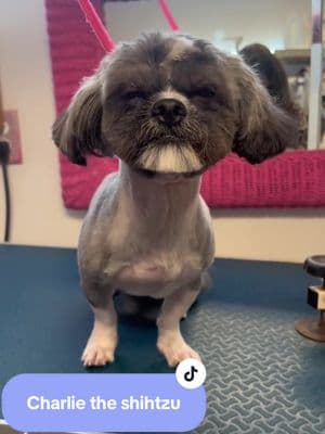 This is a long one so hold down for 2x speed 🤩 #petcare #groomer #haircut #doggrooming #doggroomer #doghaircut #shihtzu #matted #matteddog #mattedhair 