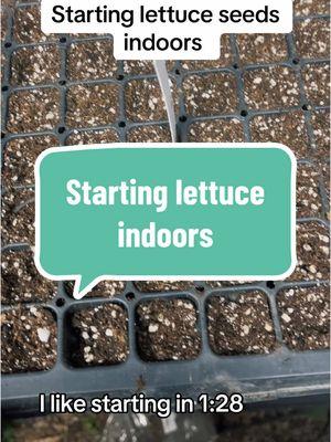 Starting lettuce seeds indoors #zone7b #seedstarting #homestead #gardentiktok #garden 