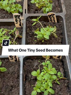 It’s amazing how something so small can grow into something so beautiful. Never underestimate the power of a single seed. 💚 #GardeningMagic #AuyannaPlants #BeginnerGardener #FromSeedToBeauty #GardeningJourney #PlantMagic #TinySeedBigDreams #GardenGlowUp #NewGardener #GreenThumbClub #GrowYourOwn #PlantLovers #NatureInspires