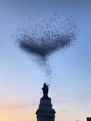 ♥️ Starling birds form a heart shaped murmation above London today!  #starling #murmation #birds #sunset #sunrise #sky #Love #aiart #naturalbeauty #london #tourist #trafalgarsquare #trafalgar #fyp #foryoupage #