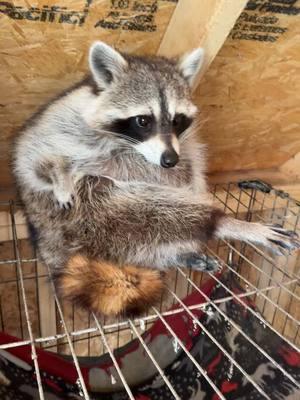 “Can I have some privacy mom?” #mj #milliejo #fyp #foryoupage #thejos #raccoonsoftiktok #arkcoonies #bandits #raccoons #livintheirbestlife #sweetgirl 