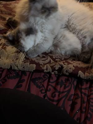 #Bentley&ZuZu #Bentley #zuzu #landrum #kittensoftiktok #catsoftiktok #tiktokviral #usa_tiktok #cute #sweet #floof #bath #viralvideo #adorable