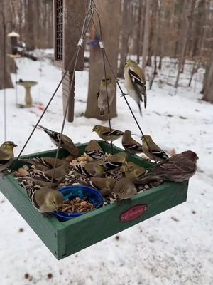 Check out possibly my last TikTok live feed at the feeder starting at 8am EST on Jan 18 #livefeed #birdtok #birdsoftiktok 