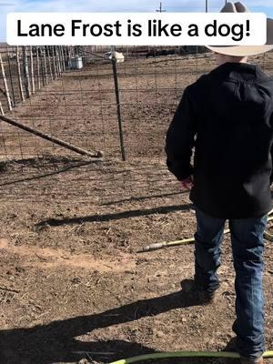 I’m sure we are in the minority, but cows love cake too! #lanefrosttheshowsteer #showcattle #showsteer #showcattlelife #showcattlethings #showsteersoftiktok #steer #